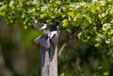 Balia nera (Ficedula hypoleuca) - European Pied Flycatcher