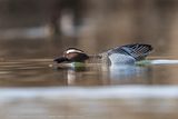 Marzaiola (Spatula querquedula) - Garganey