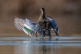 Marzaiola (Spatula querquedula) - Garganey