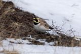 Allodola golagialla (Eremophila alpestris) - Horned Lark