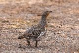 Gallo cedrone ♀ (Tetrao urogallus) - Western Capercaillie
