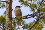 Ghiandaia siberiana (Perisoreus infaustus) - Siberian Jay