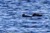 Orco marino (Melanitta fusca) - Velvet Scoter