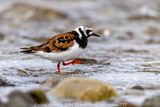 Voltapietre (Arenaria interpres) - Ruddy Turnstone