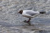 Gabbiano comune (Chroicocephalus ridibundus) - Black-headed Gull 