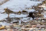Combattente (Calidris pugnax) - Ruff