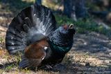 Gallo cedrone ♂ (Tetrao urogallus) - Western Capercaillie