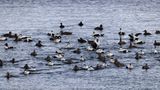 Edredone (Somateria mollissima) - Common Eider