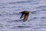 Moretta codona (Clangula hyemalis) - Long-tailed duck