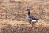 Oca selvatica (Anser anser) - Greylag goose