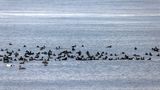 Orchetti marini (Melanitta fusca) - Velvet Scoter