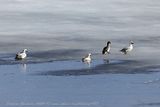 Pesciaiola (Mergellus albellus) - Smew