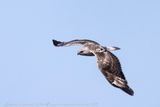 Poiana calzata (Buteo lagopus) - Rough-legged Hawk