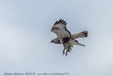 Poiana calzata (Buteo lagopus) - Rough-legged Hawk