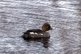 Quattrocchi ♀ (Bucephala clangula) - Common Goldeneye