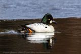 Quattrocchi (Bucephala clangula) - Common Goldeneye