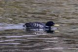 Strolaga beccogiallo (Gavia adamsii) - Yellow-billed Loon