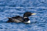 Strolaga beccogiallo (Gavia adamsii) - Yellow-billed Loon