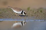 Corriere piccolo (Charadrius dubius) - Little Ringed Plover