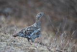 Gallo cedrone ♀ (Tetrao urogallus) - Western Capercaillie