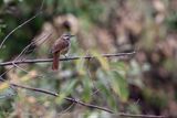 Tordo delle palme macchiato  (Cichladusa guttata) - Spotted Morning-thrush