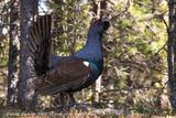 Gallo cedrone ♂ (Tetrao urogallus) - Western Capercaillie