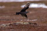 Labbo (Stercorarius parasiticus) - Parasitic Jaeger