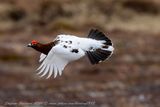 Pernice bianca nordica (Lagopus lagopus) - Willow Ptarmigan