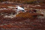 Pernice bianca nordica (Lagopus lagopus) - Willow Ptarmigan
