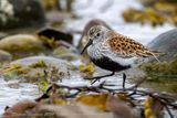 Piovanello pancianera (Calidris alpina) - Dunlin