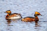Svasso cornuto (Podiceps auritus) - Horned Grebe