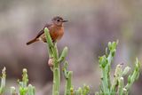 Codirosso algerino ♀ (Phoenicurus moussieri) - Moussiers Redstart