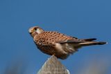 Gheppio ♀ (Falco tinnunculus) - Eurasian Kestrel