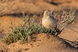 Allodola beccocurvo (Alaemon alaudipes) - Hoopoe Lark