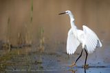 Garzetta (Egretta garzetta) - Little Egret