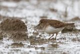 Gambecchio nano (Calidris temminckii) - Temmincks Stint