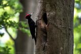 Picchio nero (Dryocopus martius) - Black Woodpecker
