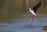 Cavaliere dItalia (Himantopus himantopus) - Black-winged Stilt