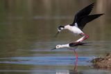 Cavaliere dItalia (Himantopus himantopus) - Black-winged Stilt