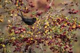 Merlo (Turdus merula) - Blackbird