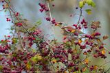 Cesena ( Turdus pilaris ) - Fieldfare