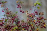 Cesena ( Turdus pilaris ) - Fieldfare
