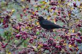 Merlo (Turdus merula) - Blackbird