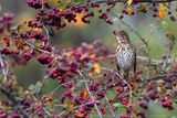 Tordo bottaccio (Turdus philomelos) - Song Thrush