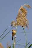 Basettino juv. (Panurus biarmicus) - Bearded reedling