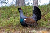 Gallo cedrone ♂ (Tetrao urogallus) - Western Capercaillie