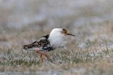 Combattente (Calidris pugnax) - Ruff