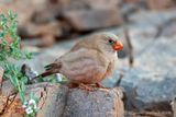 Trombettiere (Rhodopechys githaginea) - Trumpeter Finch