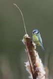Blue tit