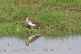 Common Sandpiper